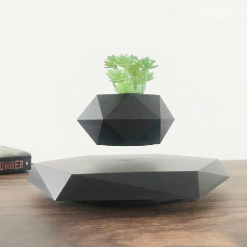 Perfect for Air Plants